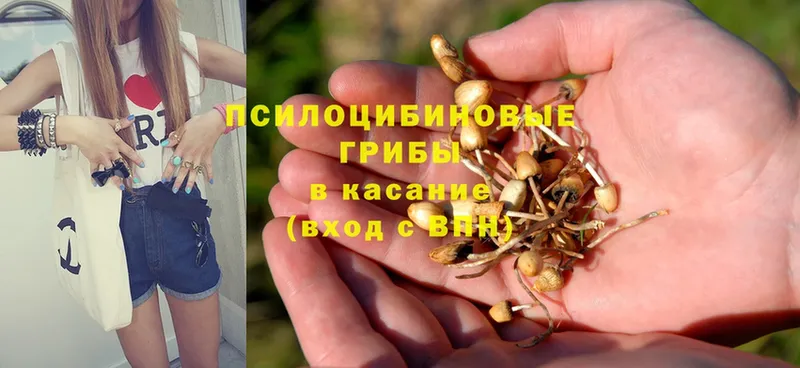 Галлюциногенные грибы Psilocybe  Поворино 